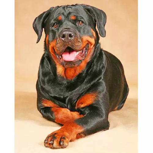 Diamantový-obraz-Rotvajler-opt