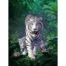 Diamantový-obraz-tigre-sibírske