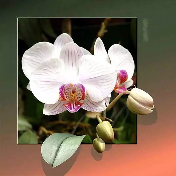 Diamantové malování diamantový obraz orchidej bílá