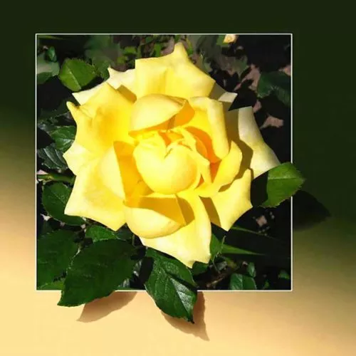 Diamantové malování diamantový obraz žlutá růže