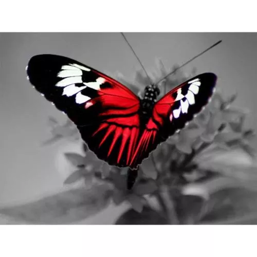 Diamantové malování diamantový obraz motýl na květine