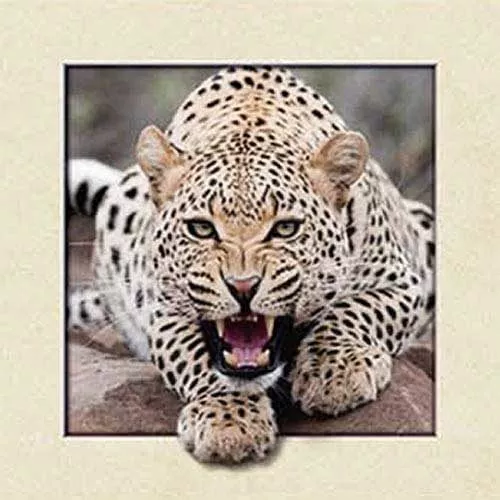 Diamantové malování Diamantový obraz gepard